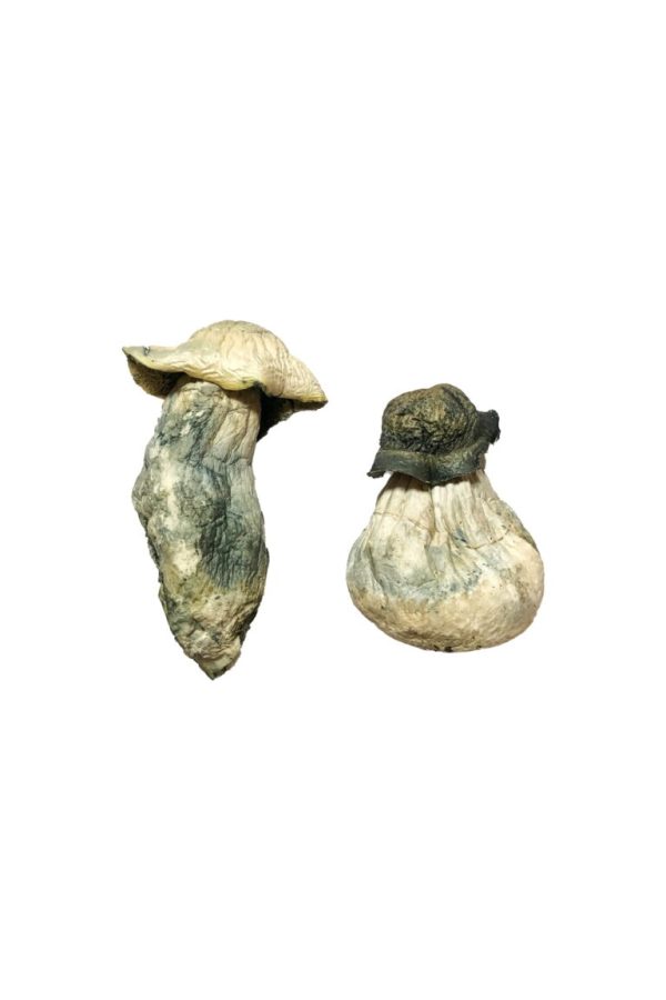 Buy Albino Penis Envy Magic Mushrooms UK