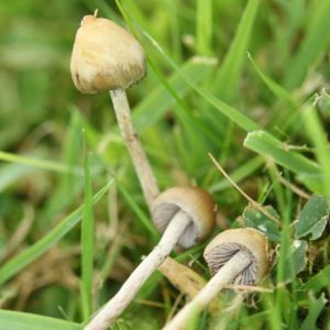 Buy magic Mushroom online London UK