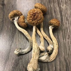 Buy Mexican Magic Mushrooms online
