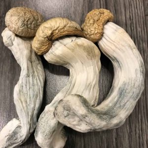 Buy Penis Envy Psilocybin Mushrooms UK