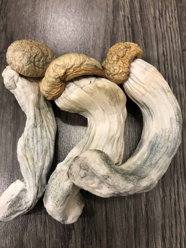 Buy Penis Envy Psilocybin Mushrooms UK