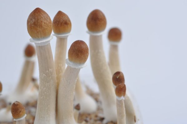 Buy Amazonian mushroom online London UK