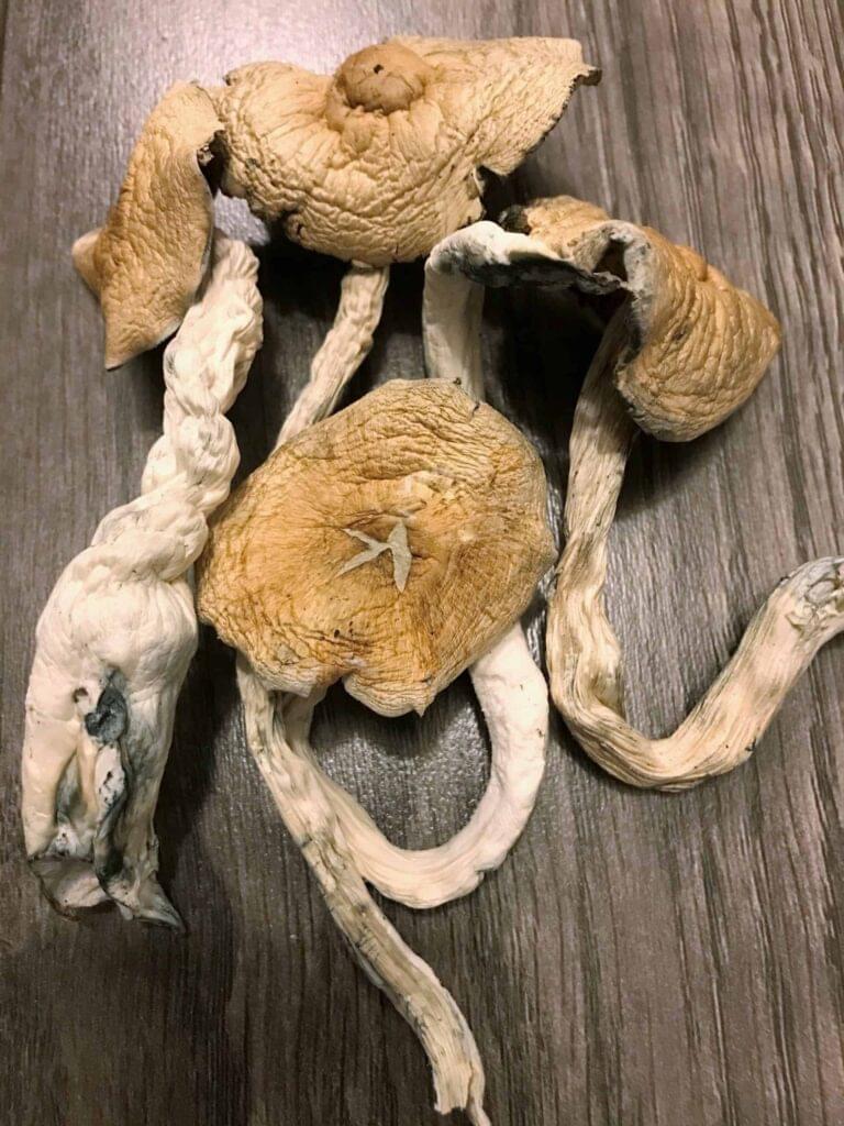 Golden Teacher Mushrooms UK